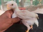 Parrot Beak Long Tail Chicks