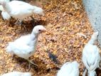 Parrot Beak Long Tail Chicks.