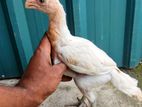 Parrot Beak Long Tail Chicks