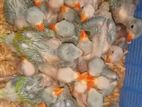 Green Parrots Chicks
