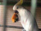 Cockatoo