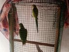 Parrots