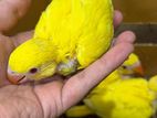Ringneck Yellow Chicks