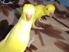 Parrots