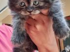 Parshiyan cat