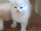 Persian Cat