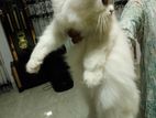 Parsian Cat