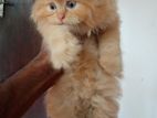 Persian Cat