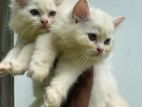 parsian cat