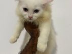Persian Cat