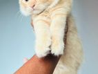 Persian Cat