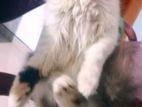 Persian Cat