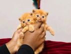 parsian cat