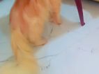 Persian Cat