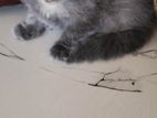 Persian Cat