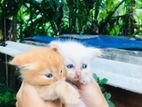 Ginger Persian Kitten