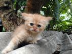 Ginger Persian Kitten