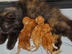 Ginger Kitten