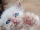 White Persian Kitten