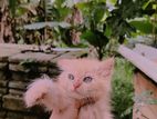 White Persian Kitten