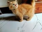 Persian Kitten
