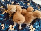 Ginger Kitten