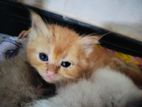Persian Kittens