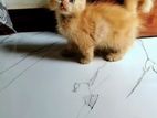 Persian Kittens