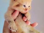 Persian Kittens
