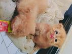 Persian Kittens
