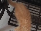 Persian Kittens