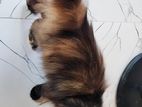 Parsian Cat