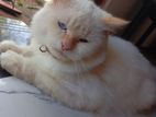 Persian Cat