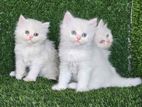 Parsian Cat
