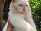 Persian Cat