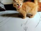 Persian Cat