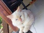 parsian cat