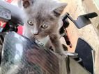 parsian cat