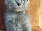 Persian Cat
