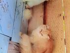 parsian cat