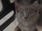 Persian Cat