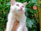 Persian Cat