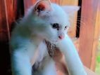 Persian Cat