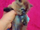 Persian Cat