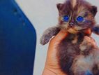 Persian Cat