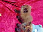 parsian cat mas 1. 1/2k wayasa gahanu sathun
