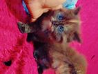 Persian Cat