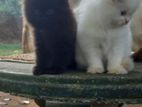 Parsian Cat