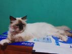 Persian Cat