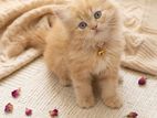 Persian
